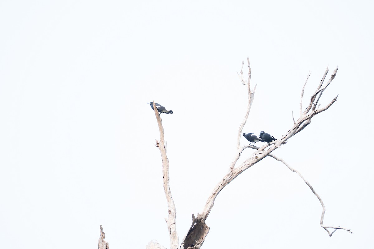 Australian Magpie - ML652689739