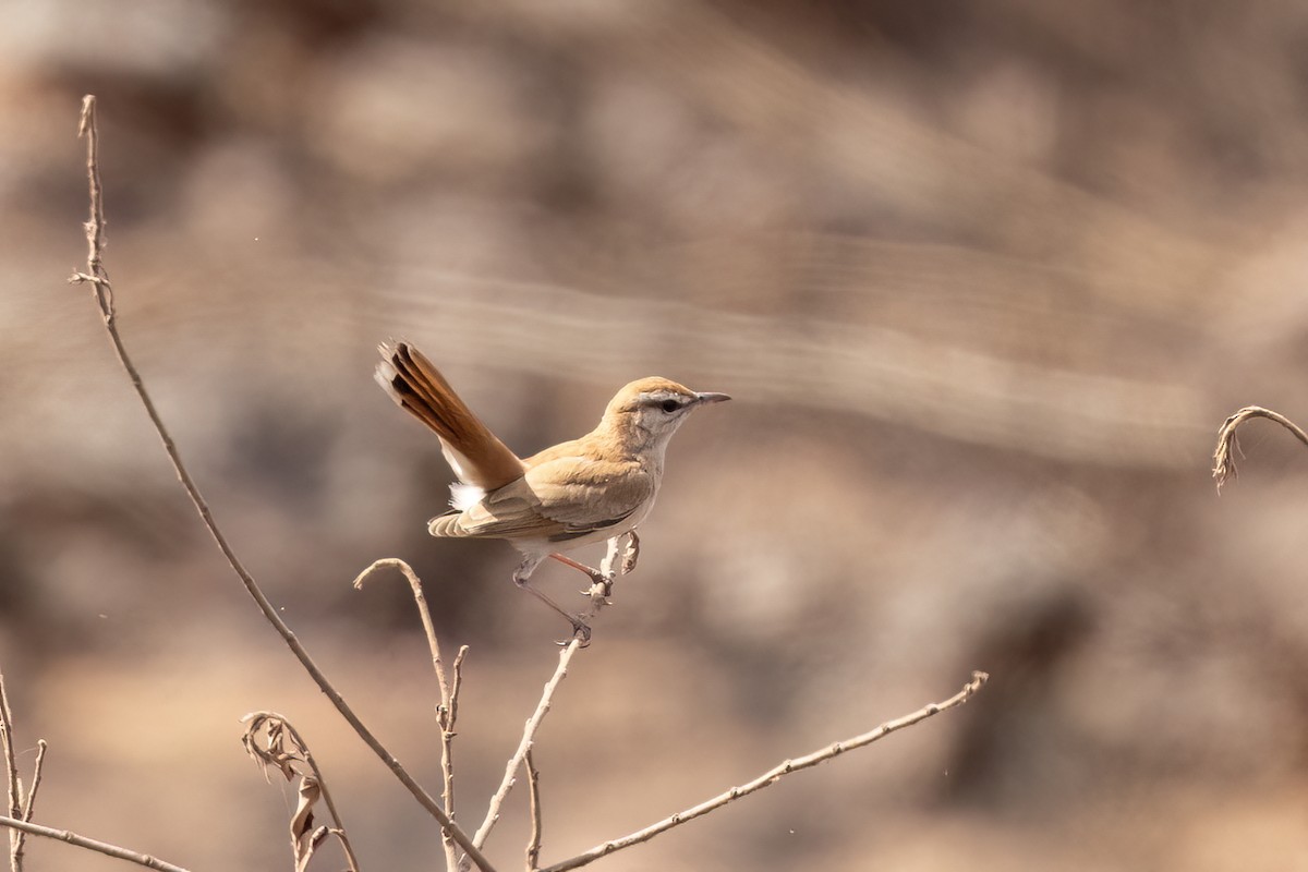 Agrobate roux (minor/hamertoni) - ML652689748