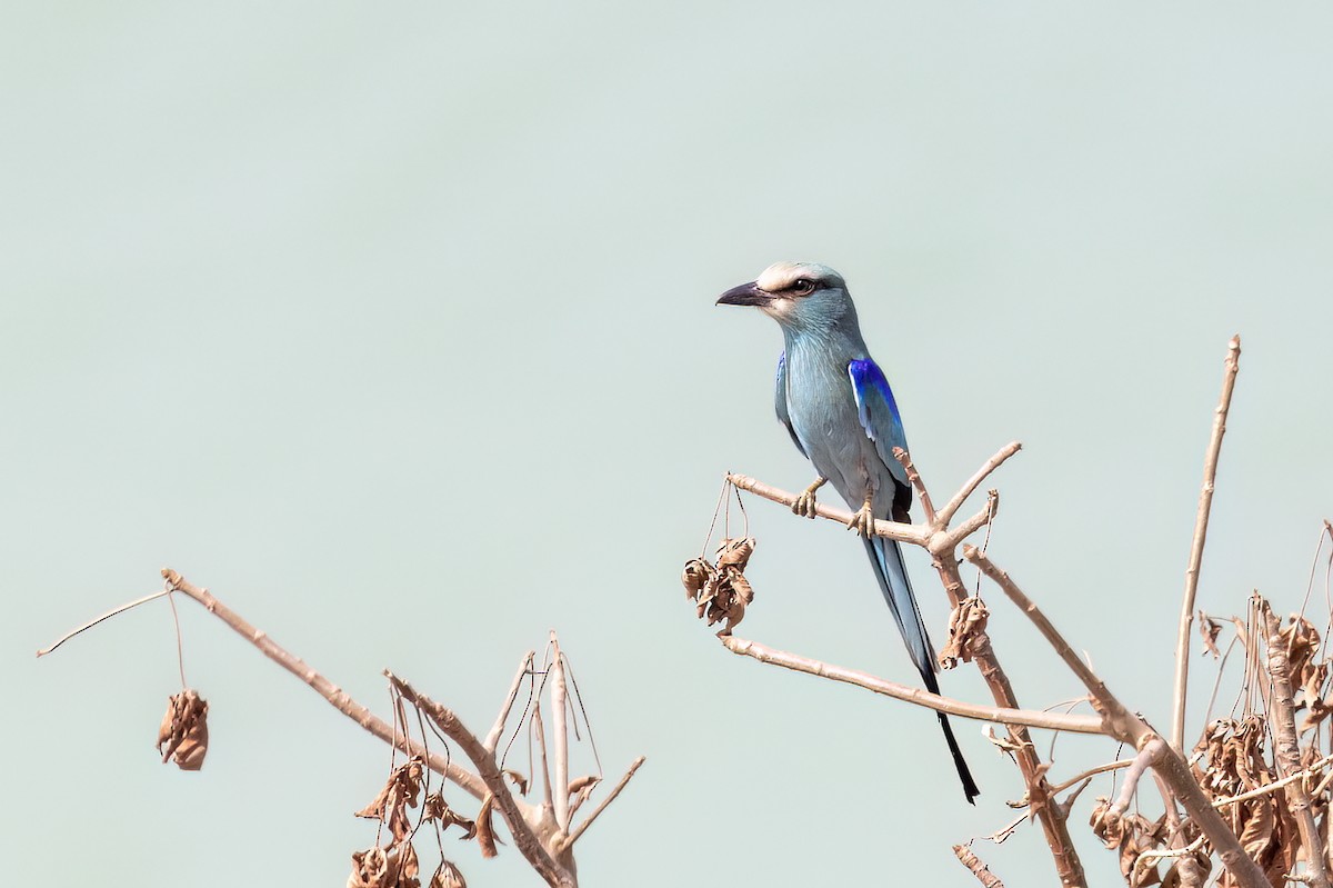 Rollier d'Abyssinie - ML652689782