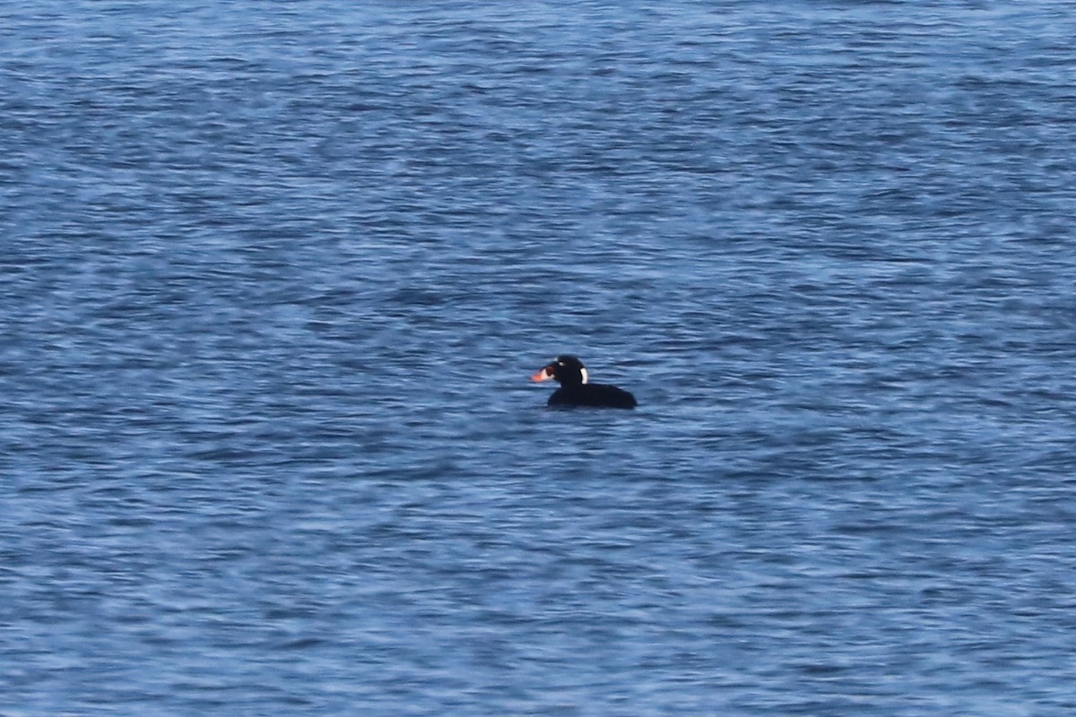 Surf Scoter - ML652689819
