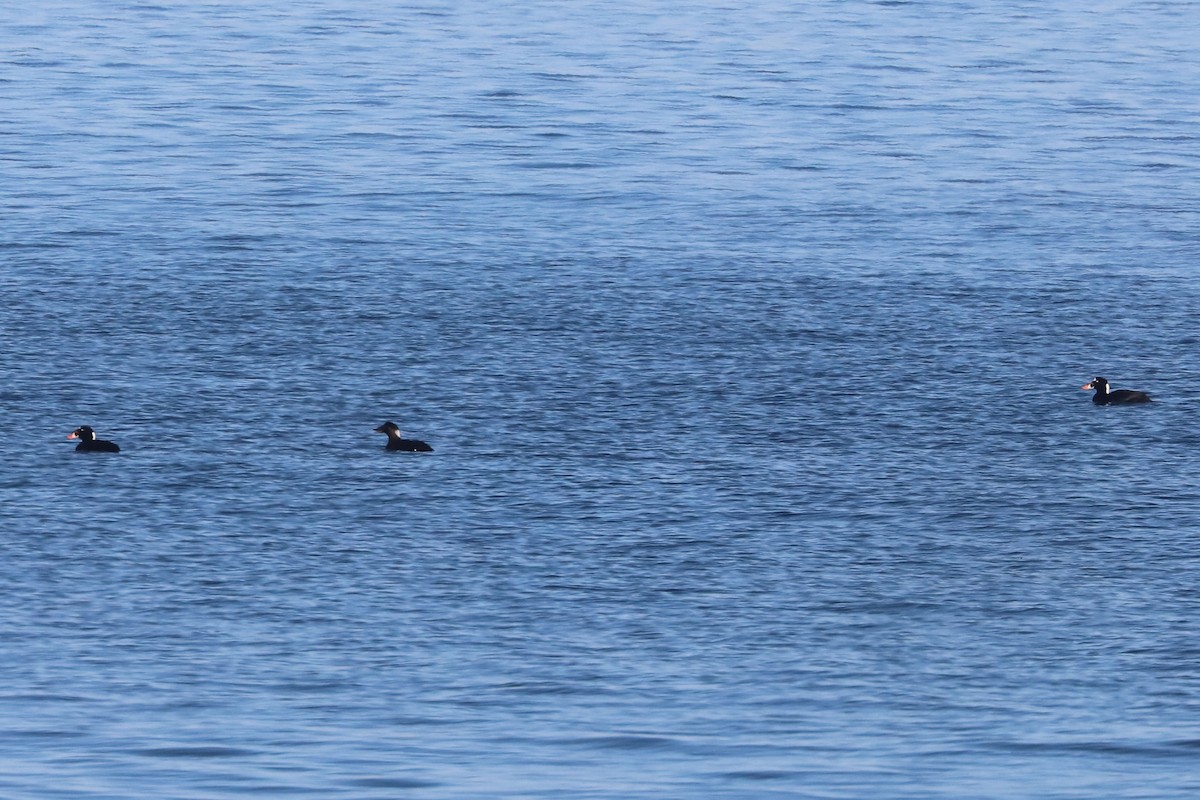 Surf Scoter - ML652689820