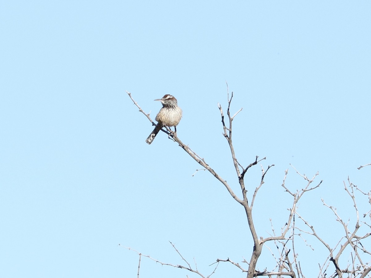 Cactus Wren - ML652689880
