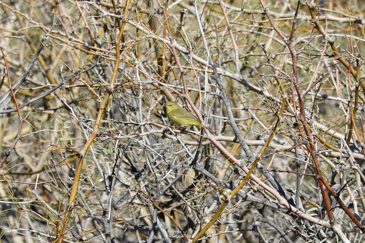 Orange-crowned Warbler - ML652689881