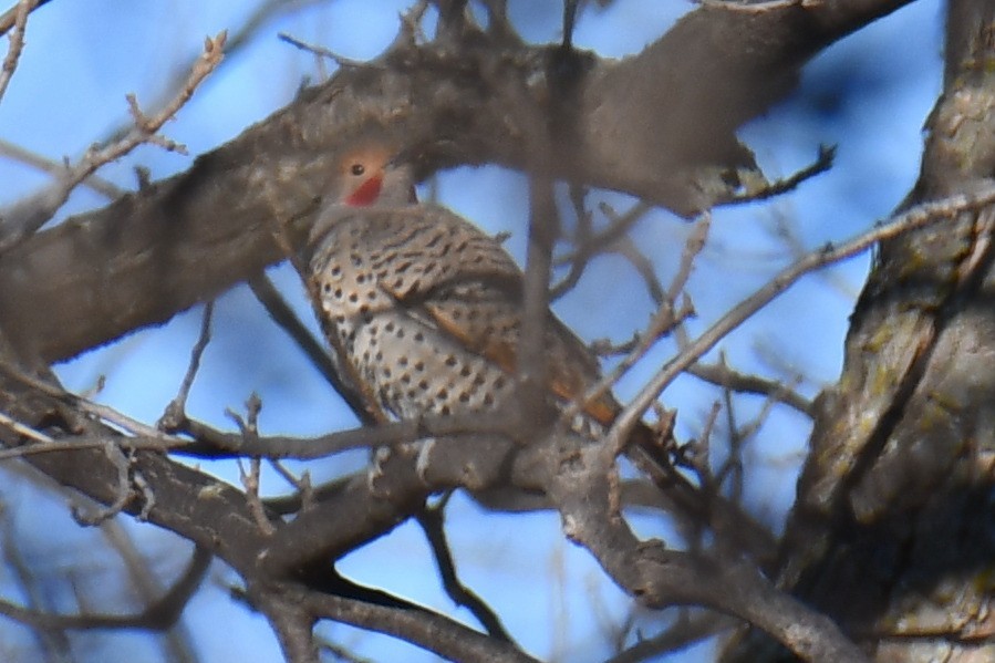 Northern Flicker - ML652689885