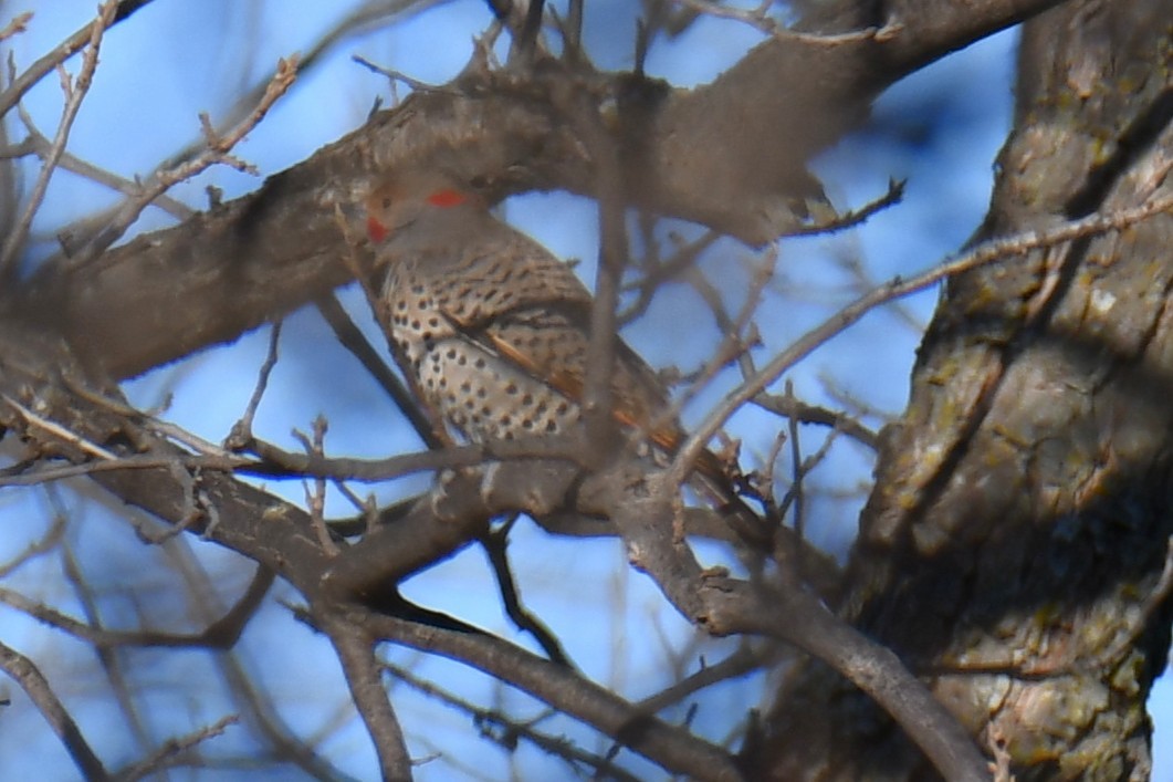Northern Flicker - ML652689886