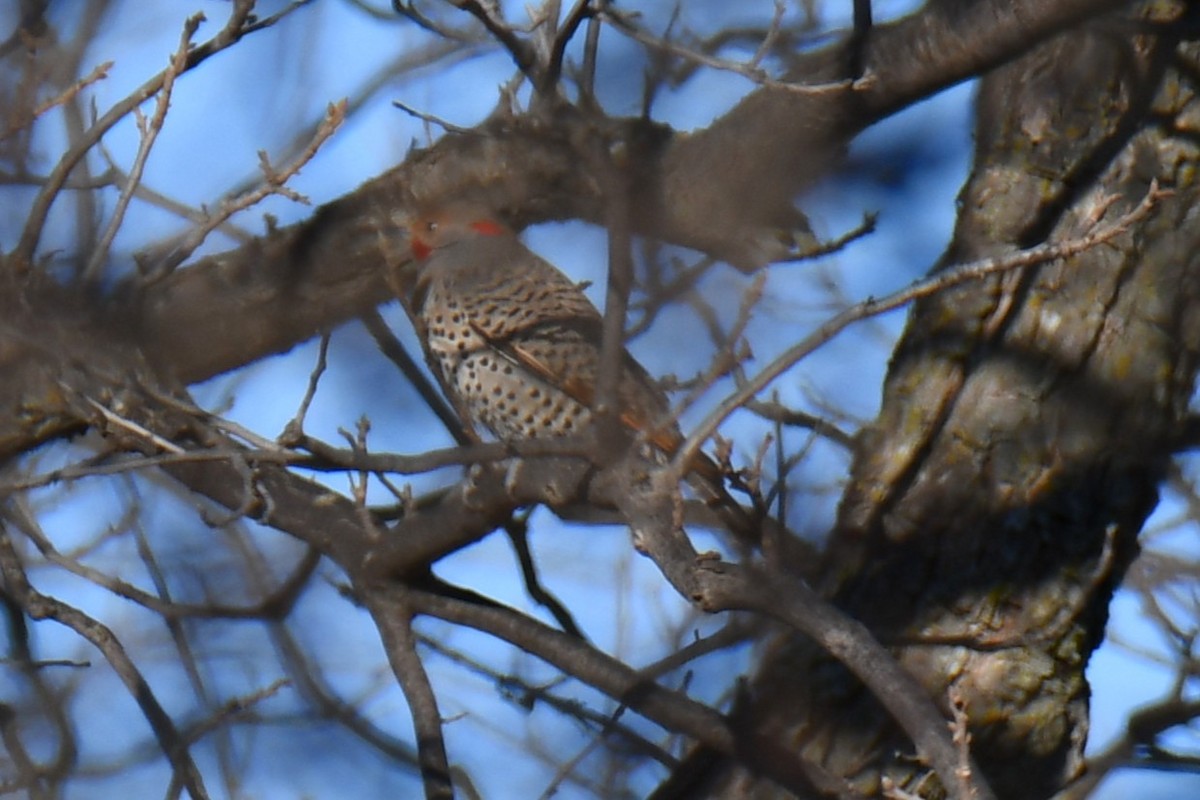 Northern Flicker - ML652689887