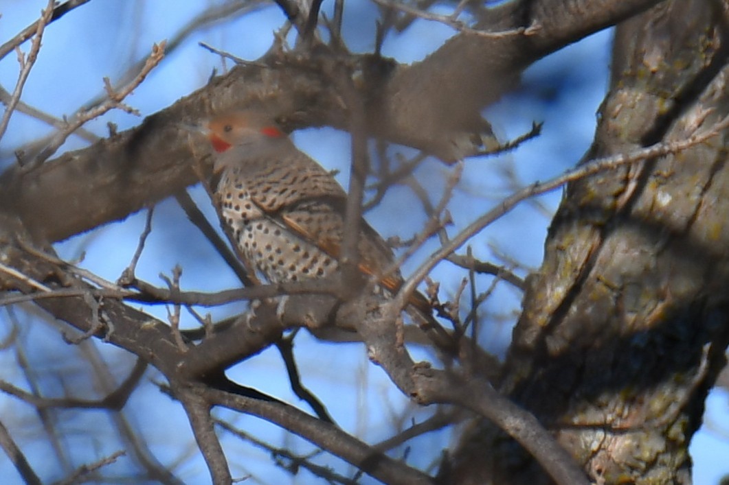 Northern Flicker - ML652689888