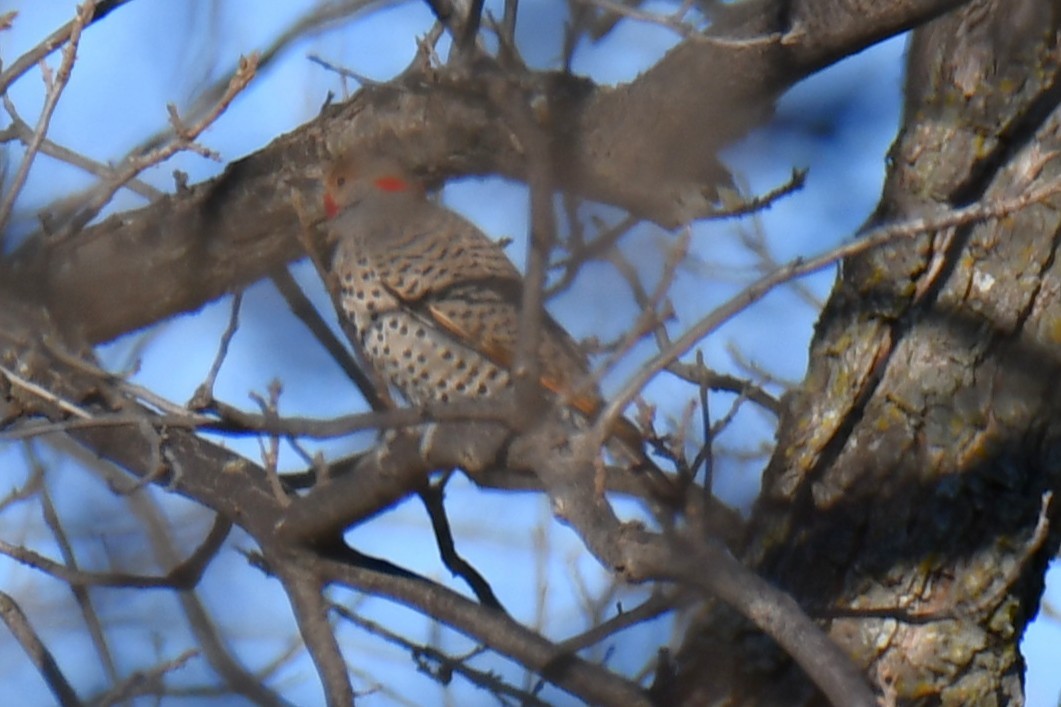 Northern Flicker - ML652689889