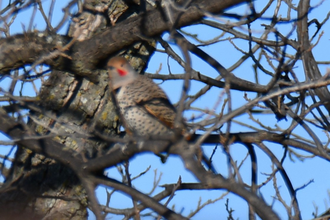 Northern Flicker - ML652689890