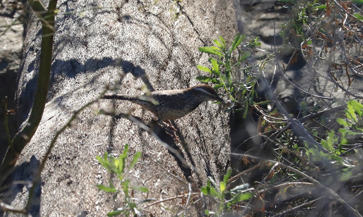 Cactus Wren - ML652689891