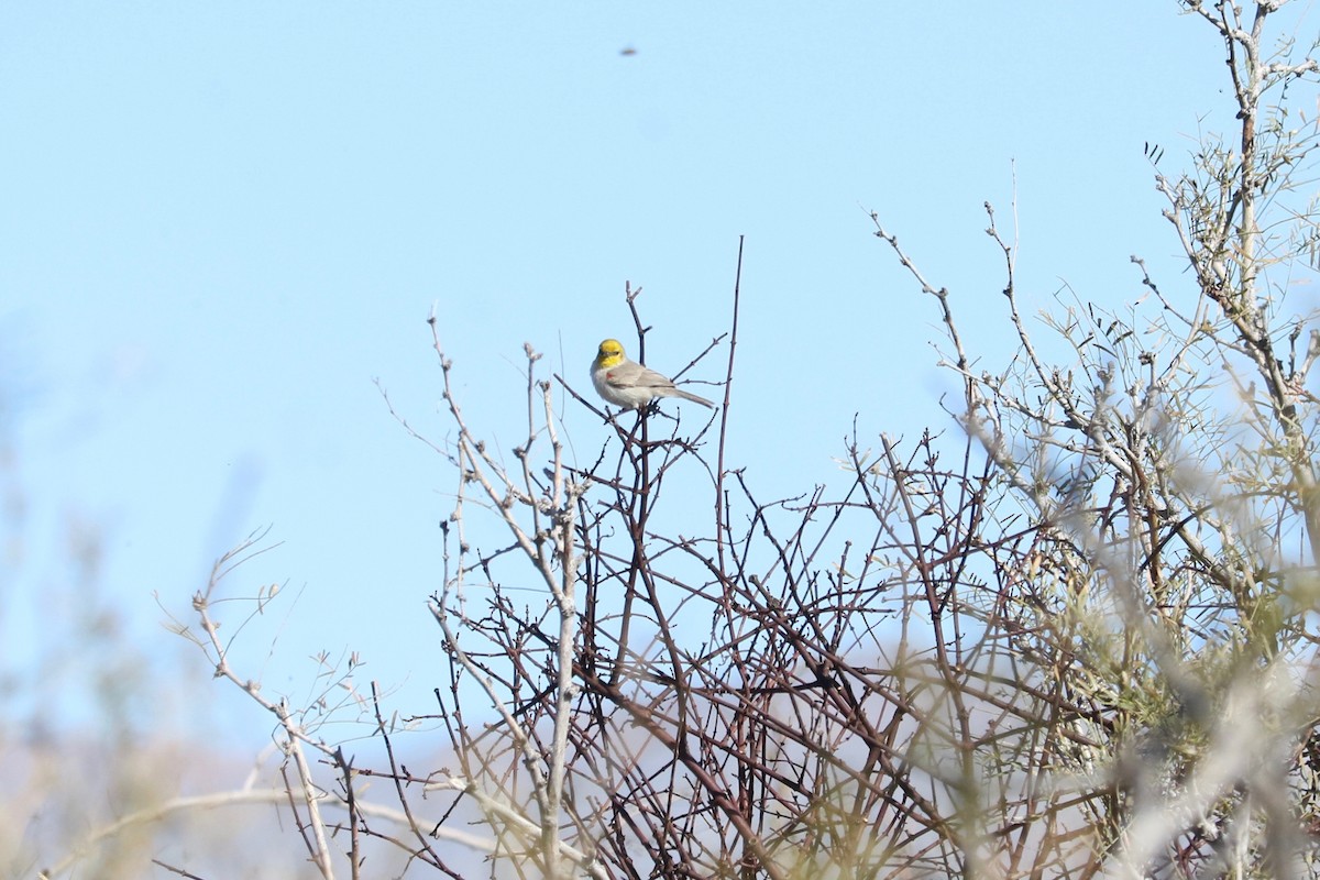 Verdin - ML652689894