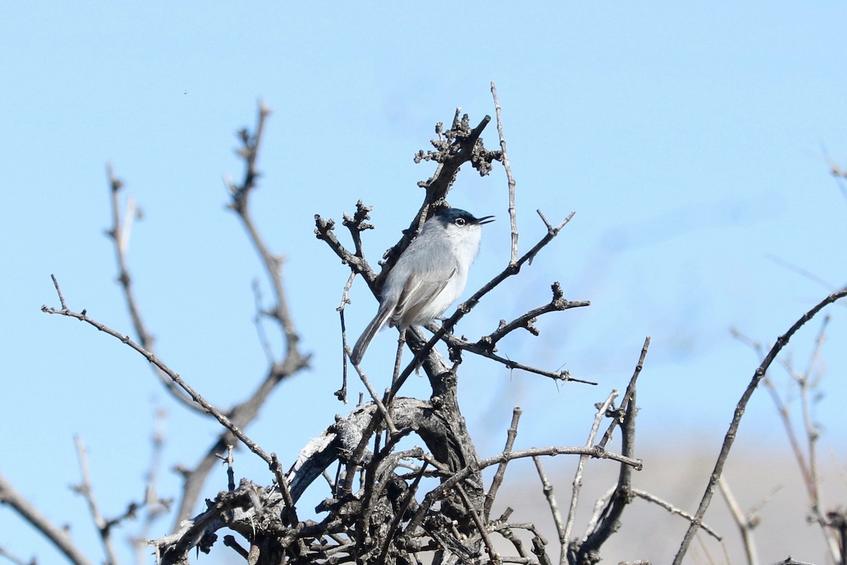 Black-tailed Gnatcatcher - ML652689909