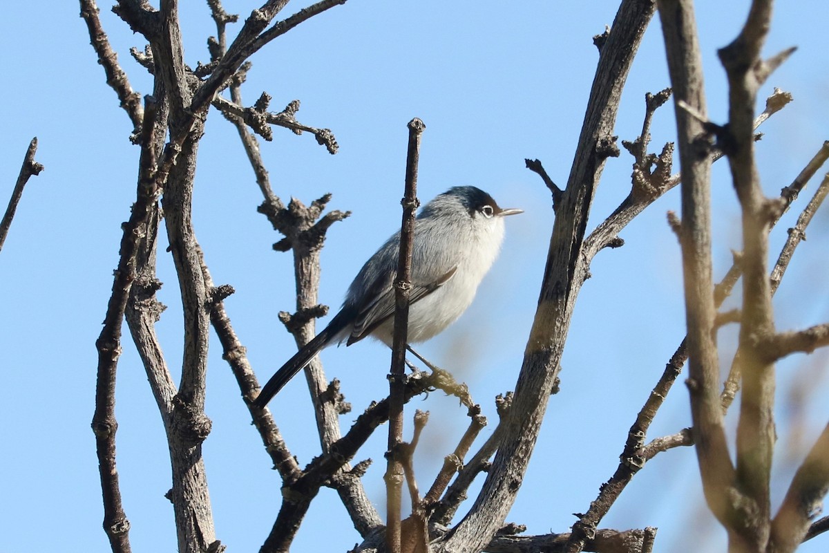 Black-tailed Gnatcatcher - ML652689910