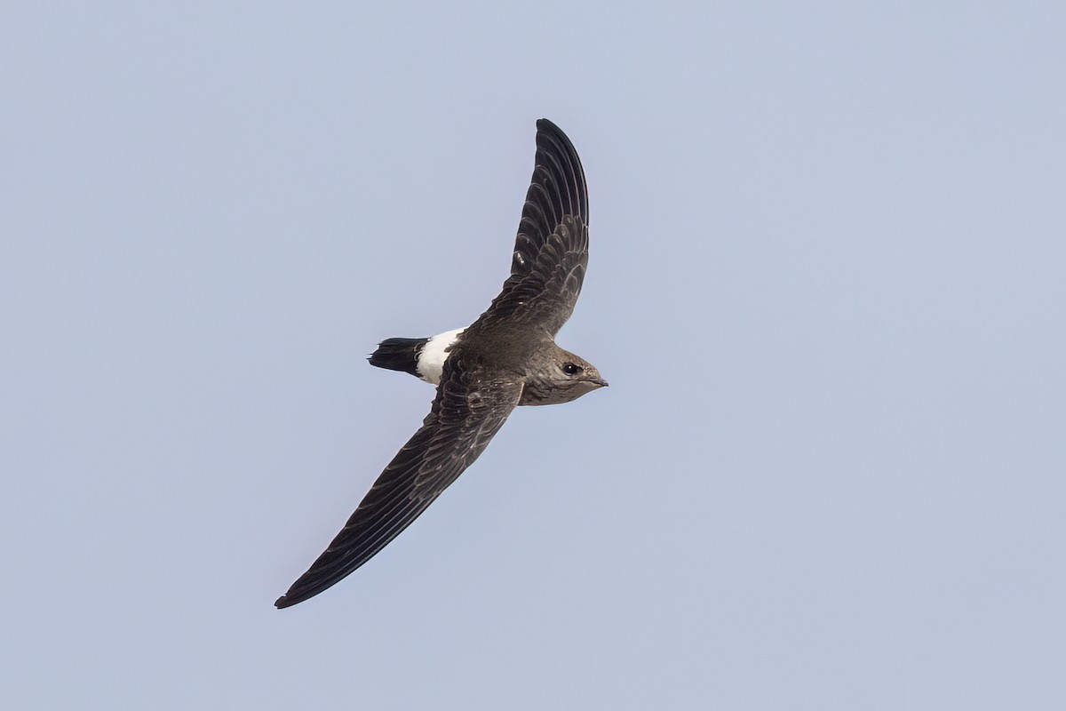 Martinet d'Ussher - ML652689920