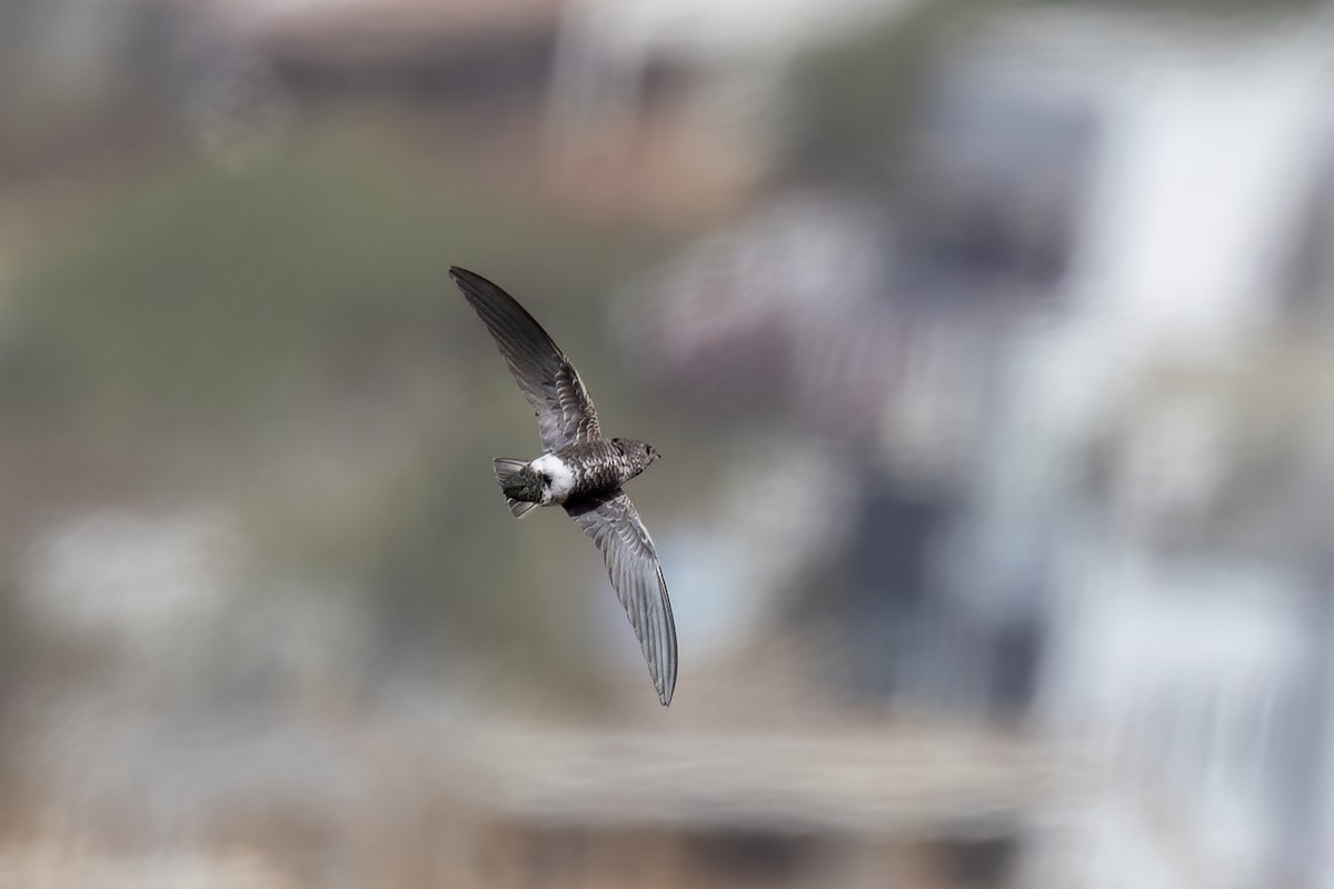 Martinet d'Ussher - ML652689921