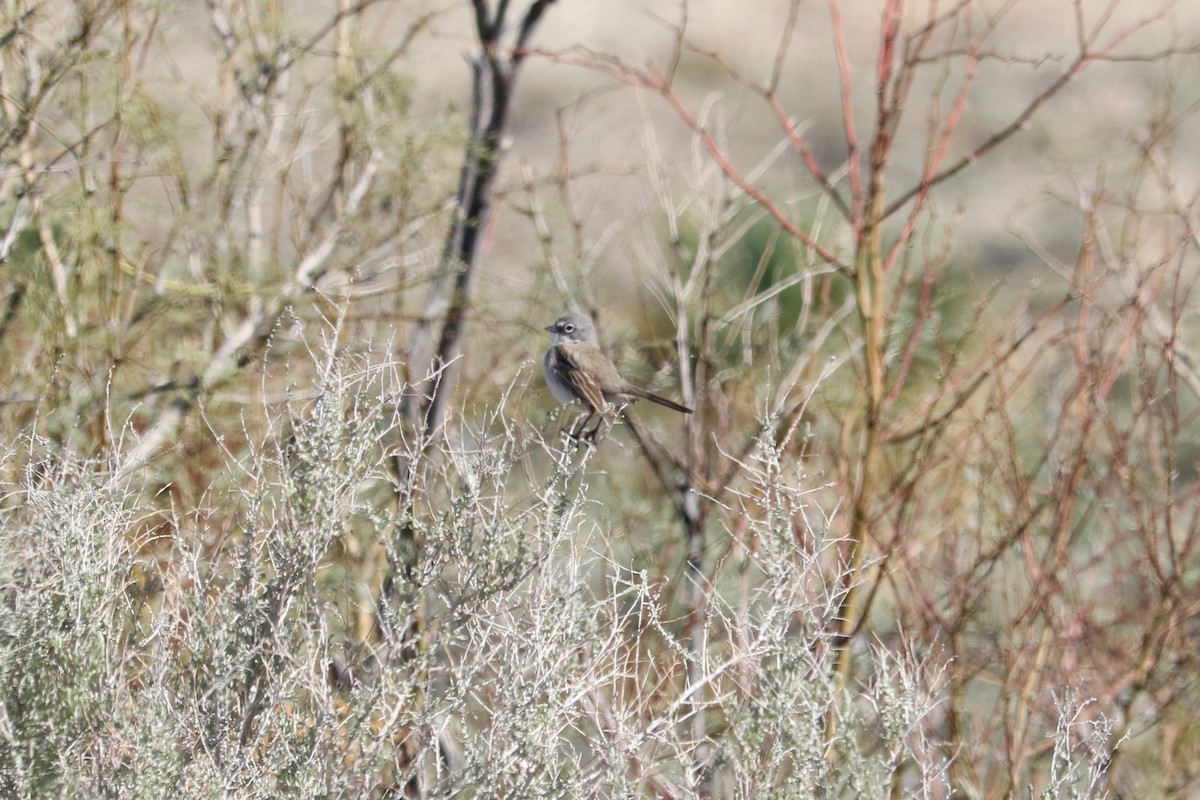 Sagebrush/Bell's Sparrow (Sage Sparrow) - ML652689922