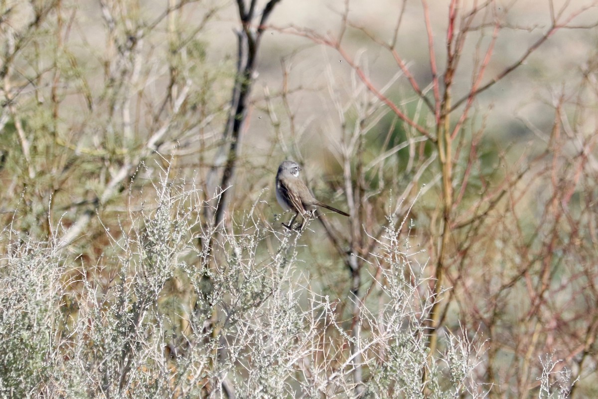 Sagebrush/Bell's Sparrow (Sage Sparrow) - ML652689923