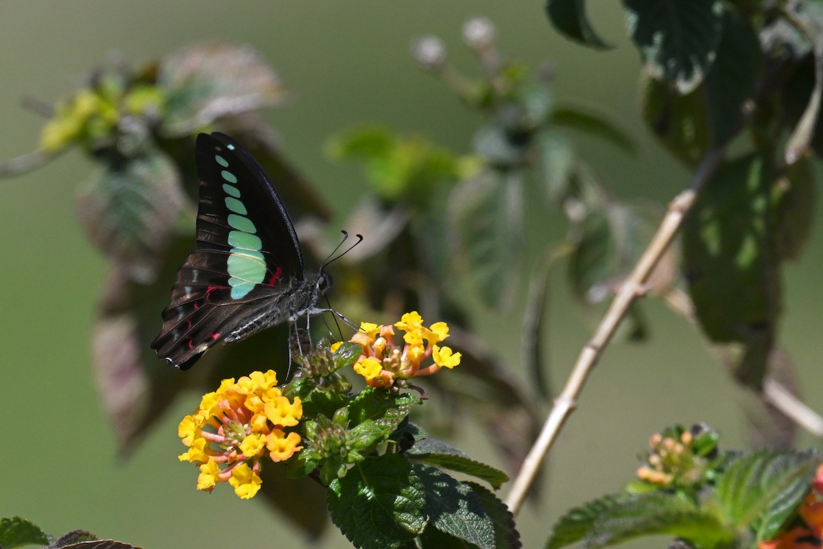 Common Bluebottle - ML652690032