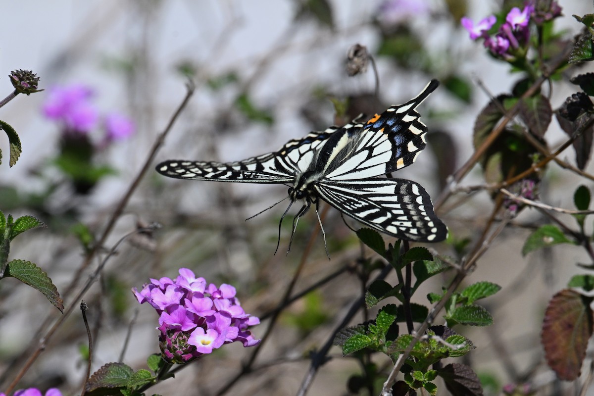 Chinese Yellow Swallowtail - ML652690034