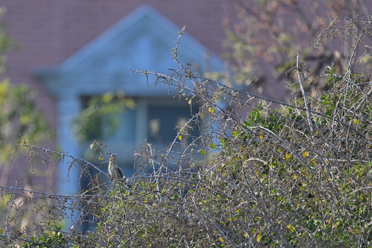 Холтсон гоётуул - ML652690062