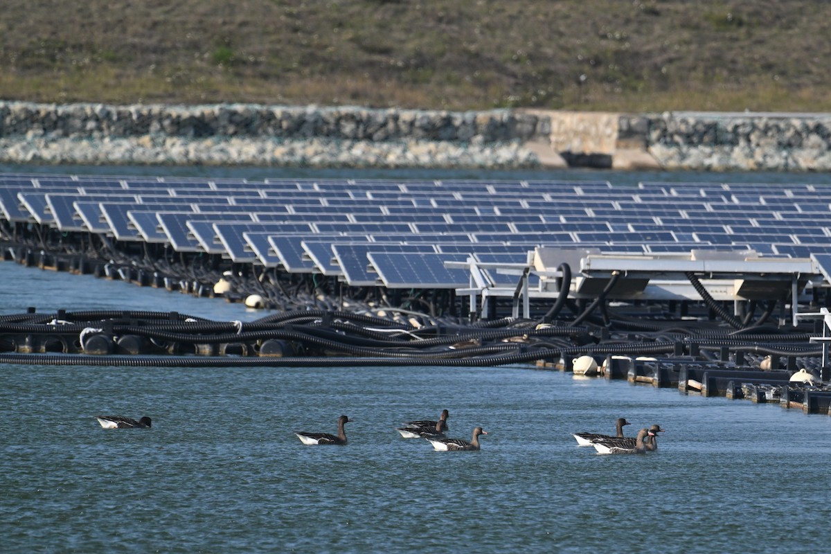 Манхин галуу - ML652690079