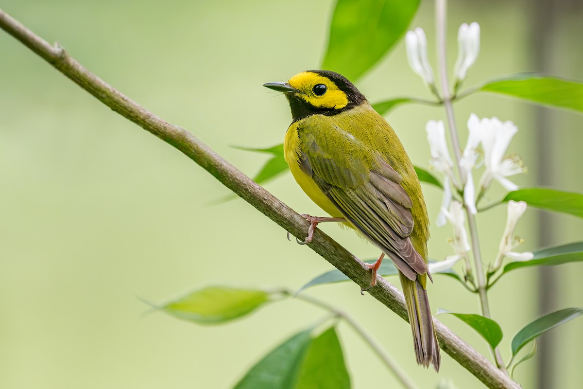 Hooded Warbler - ML652690091