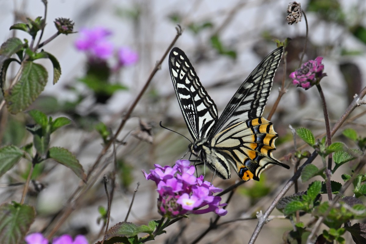 Chinese Yellow Swallowtail - ML652690152