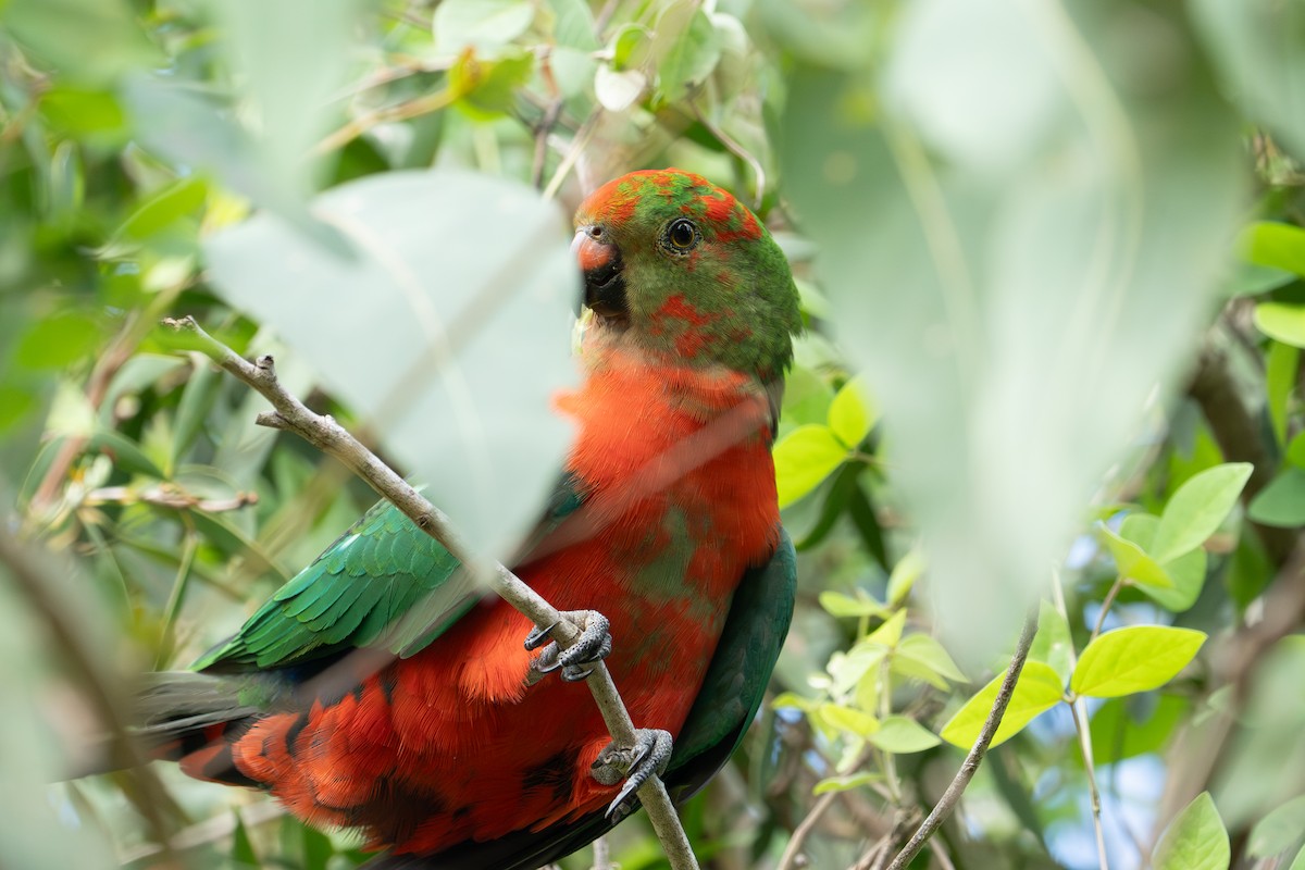 Australian King-Parrot - ML652690243