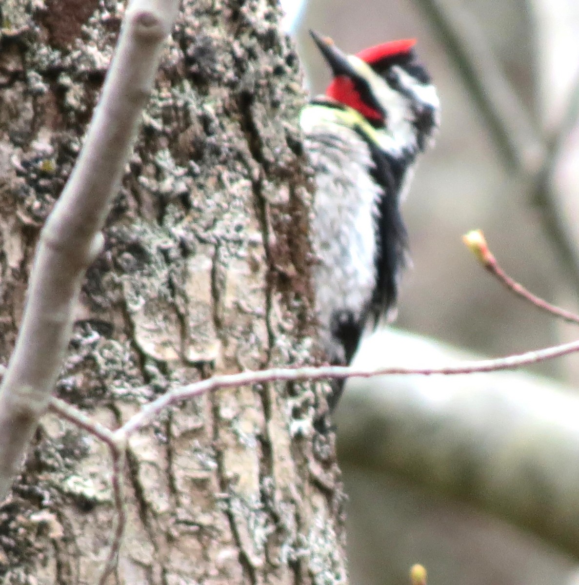 datel rudohrdlý - ML652690288