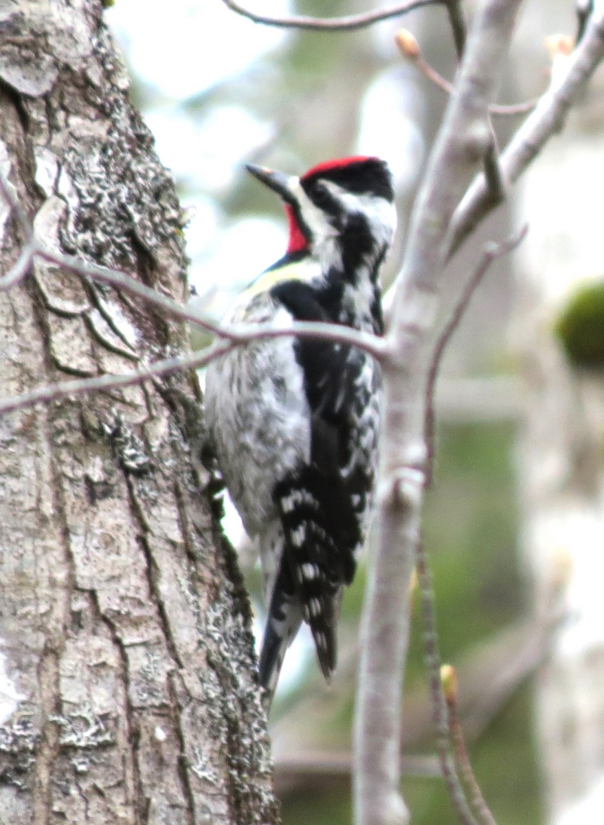 datel rudohrdlý - ML652690290