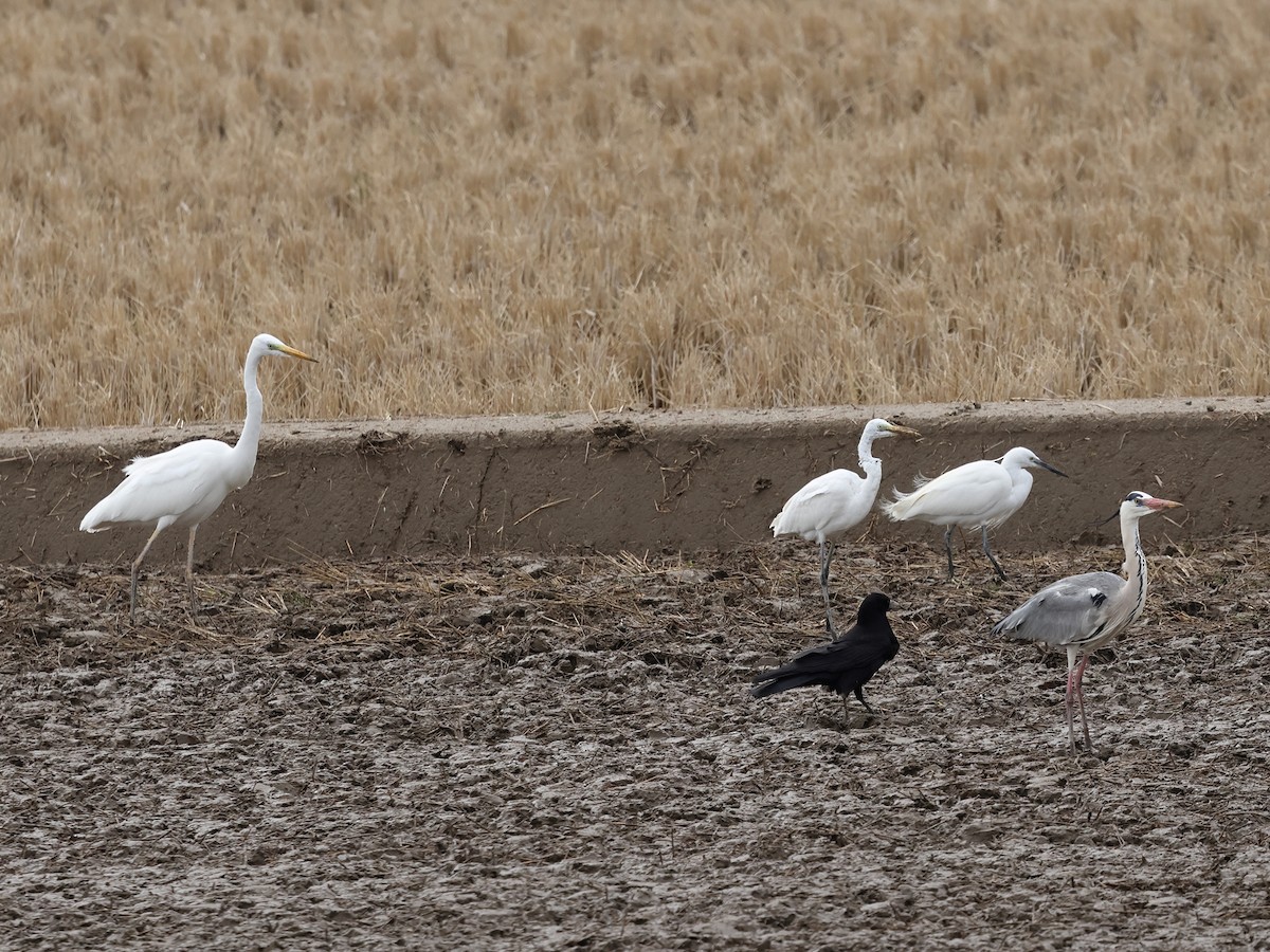 Garceta Grande (australiana) - ML652690337