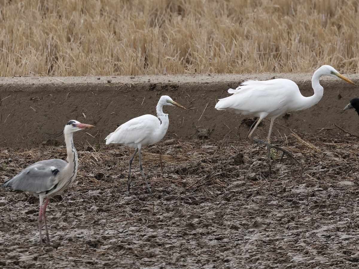 Garceta Grande (australiana) - ML652690338