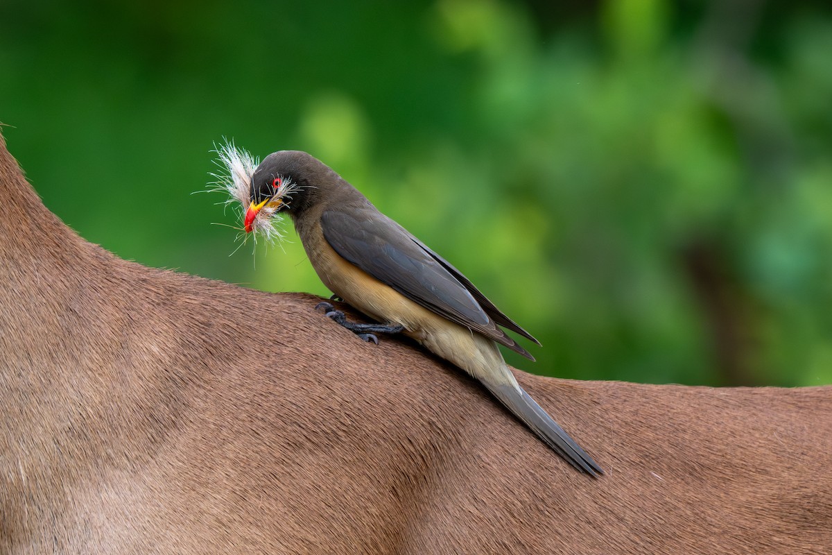 Yellow-billed Oxpecker - ML652690426