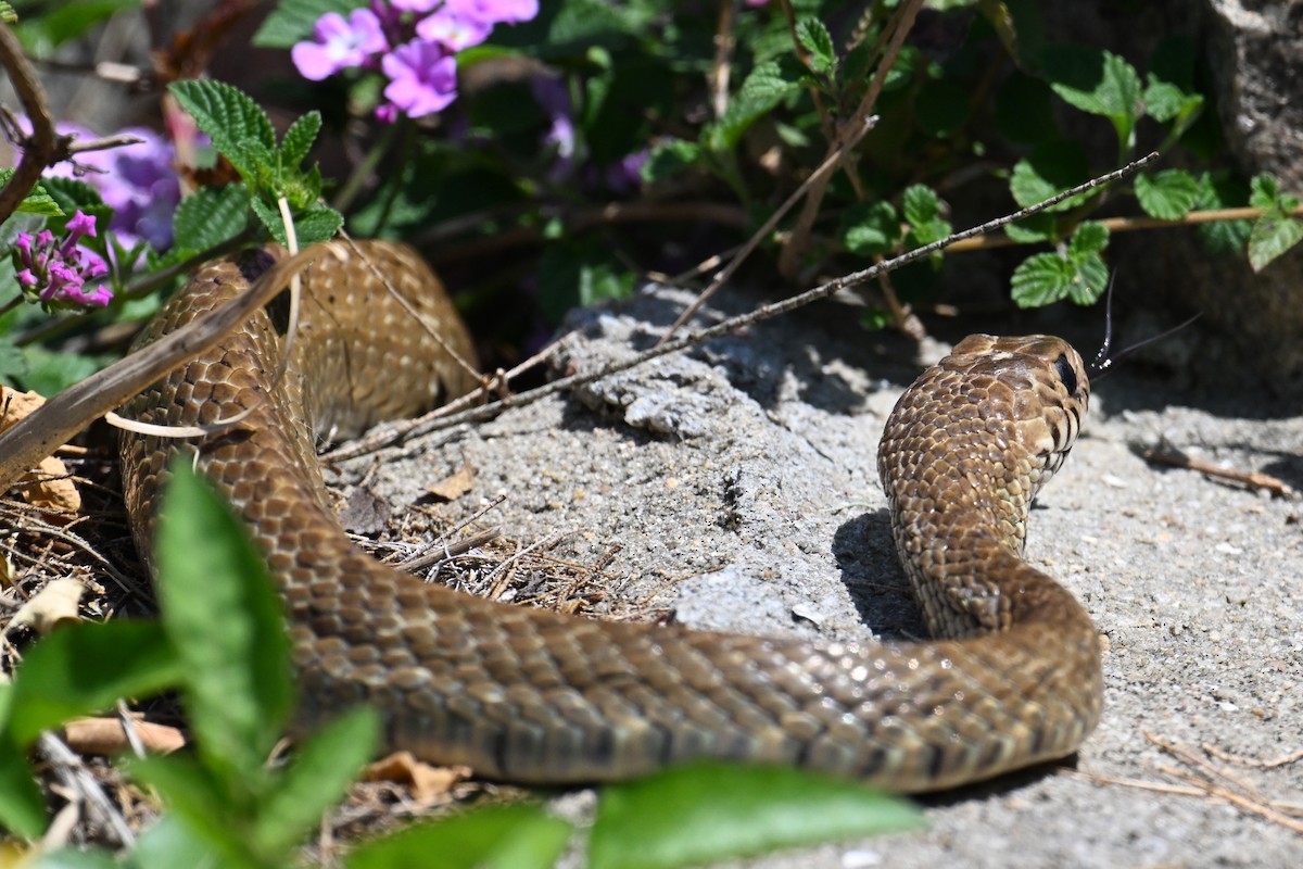 Oriental Rat Snake - ML652690474