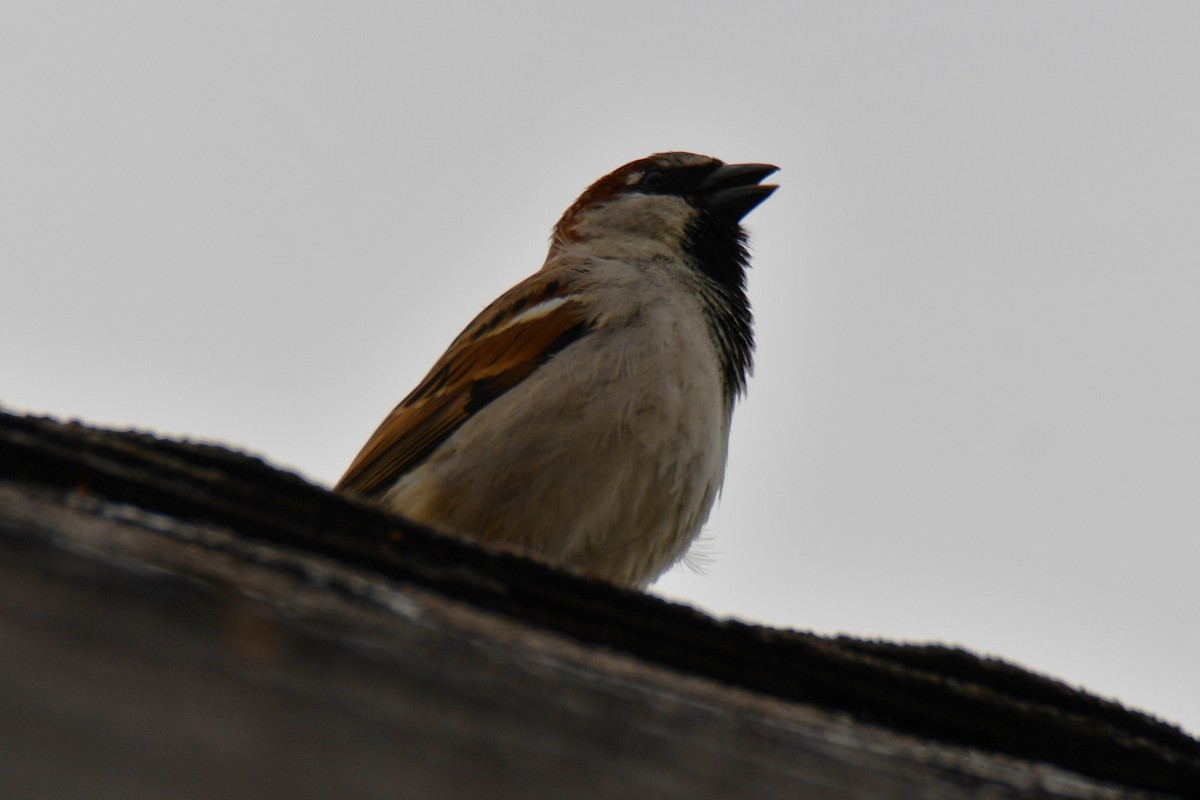 家麻雀 - ML652690527