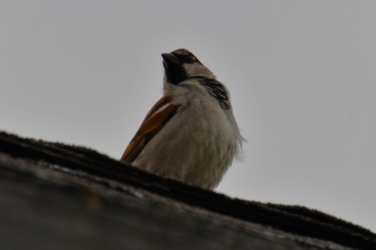 家麻雀 - ML652690528