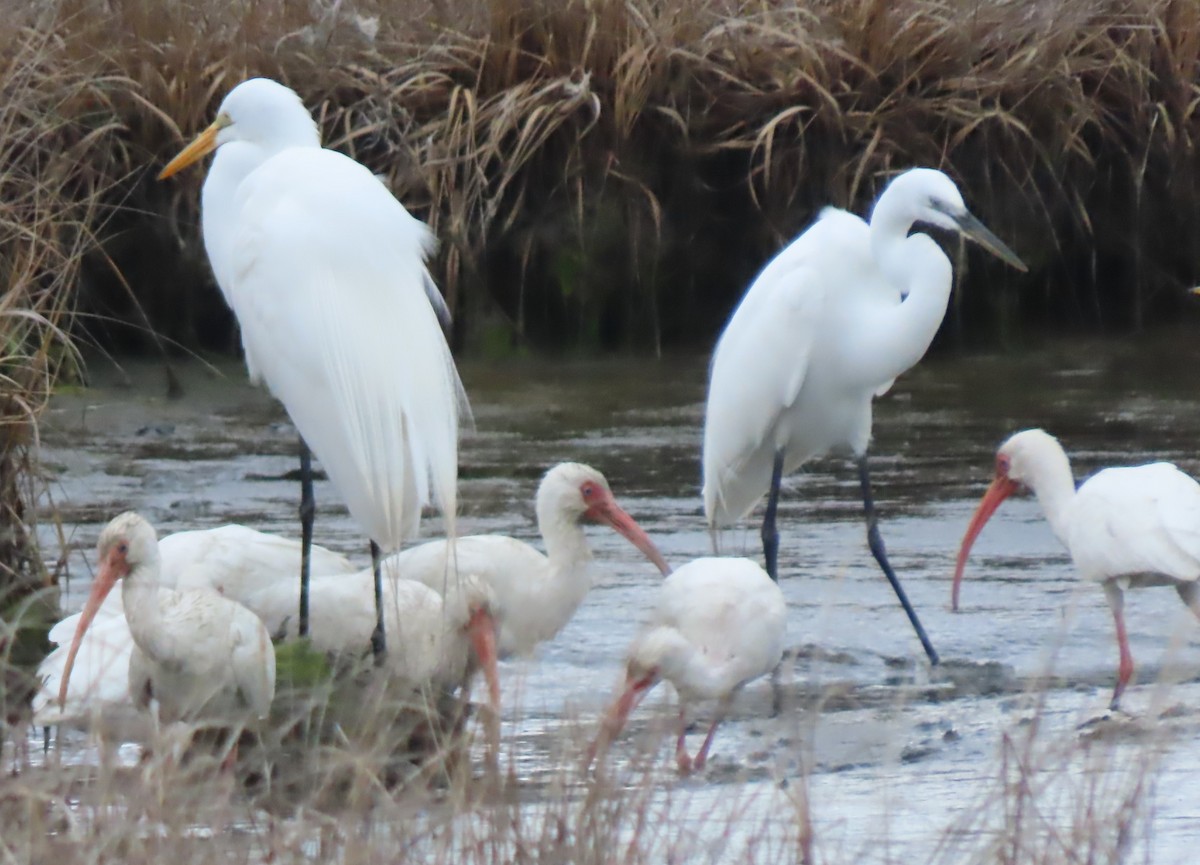 Garceta Grande (africana) - ML652690714