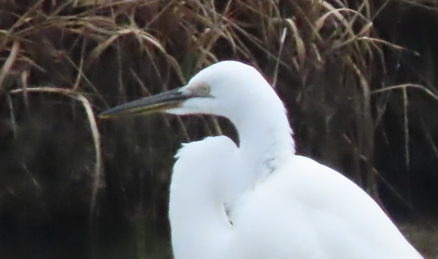 Garceta Grande (africana) - ML652690716