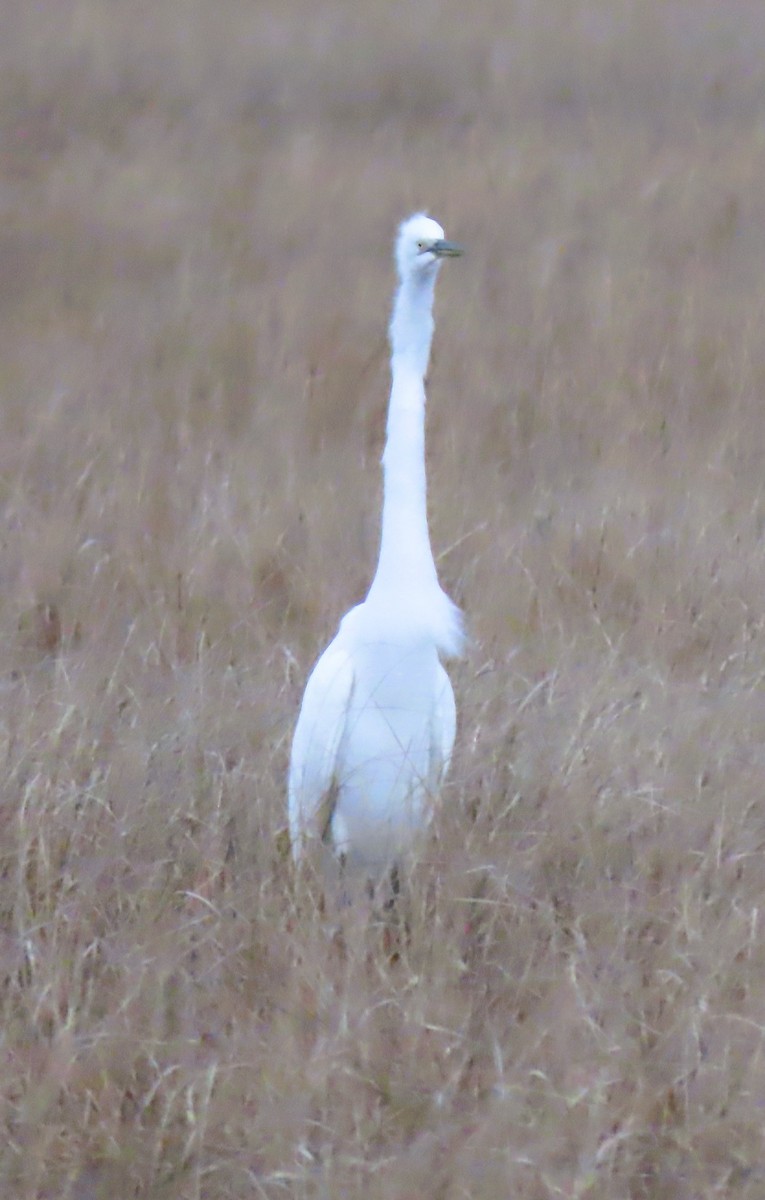 Garceta Grande (africana) - ML652690717