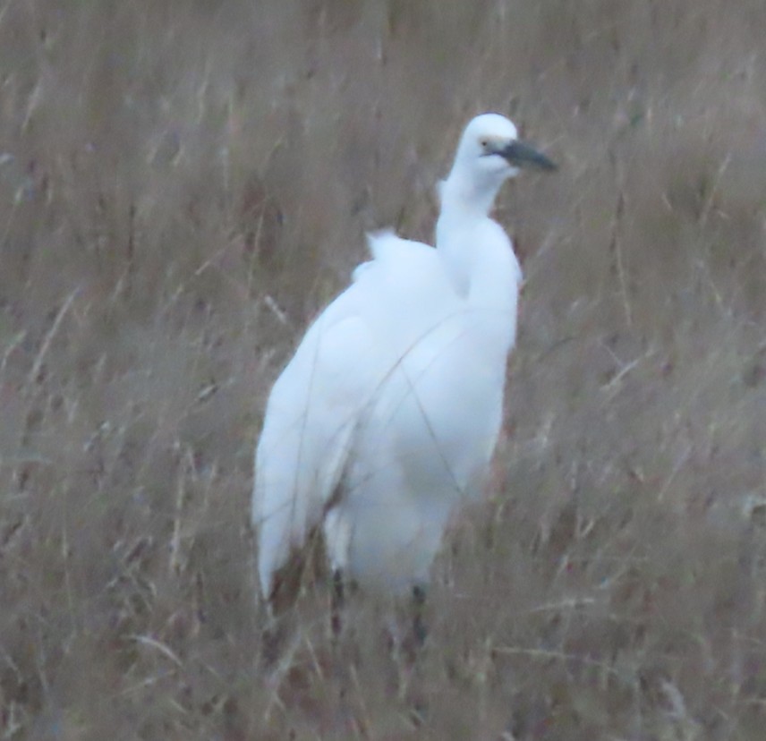 Garceta Grande (africana) - ML652690723