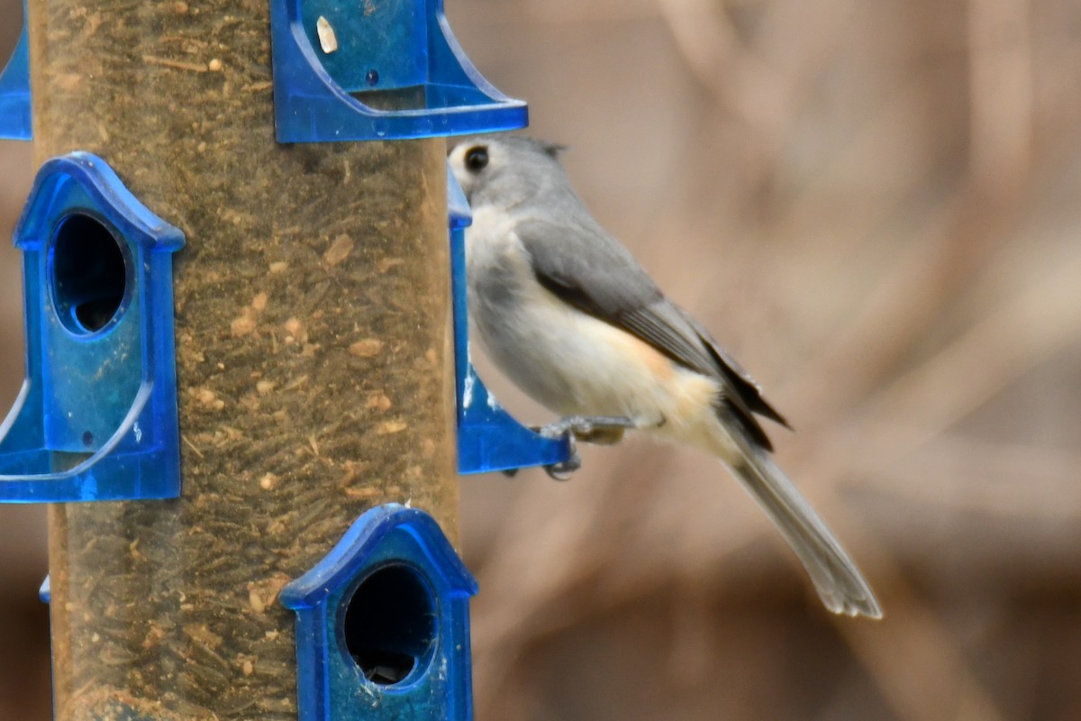 Tufted Titmouse - ML652690726