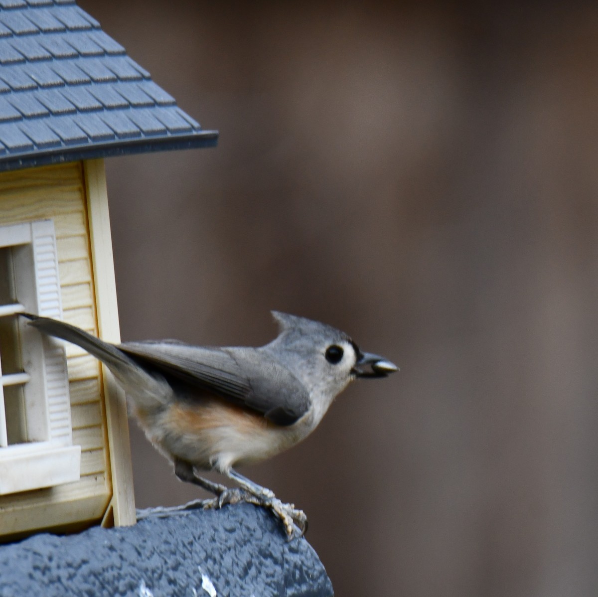 Tufted Titmouse - ML652690727