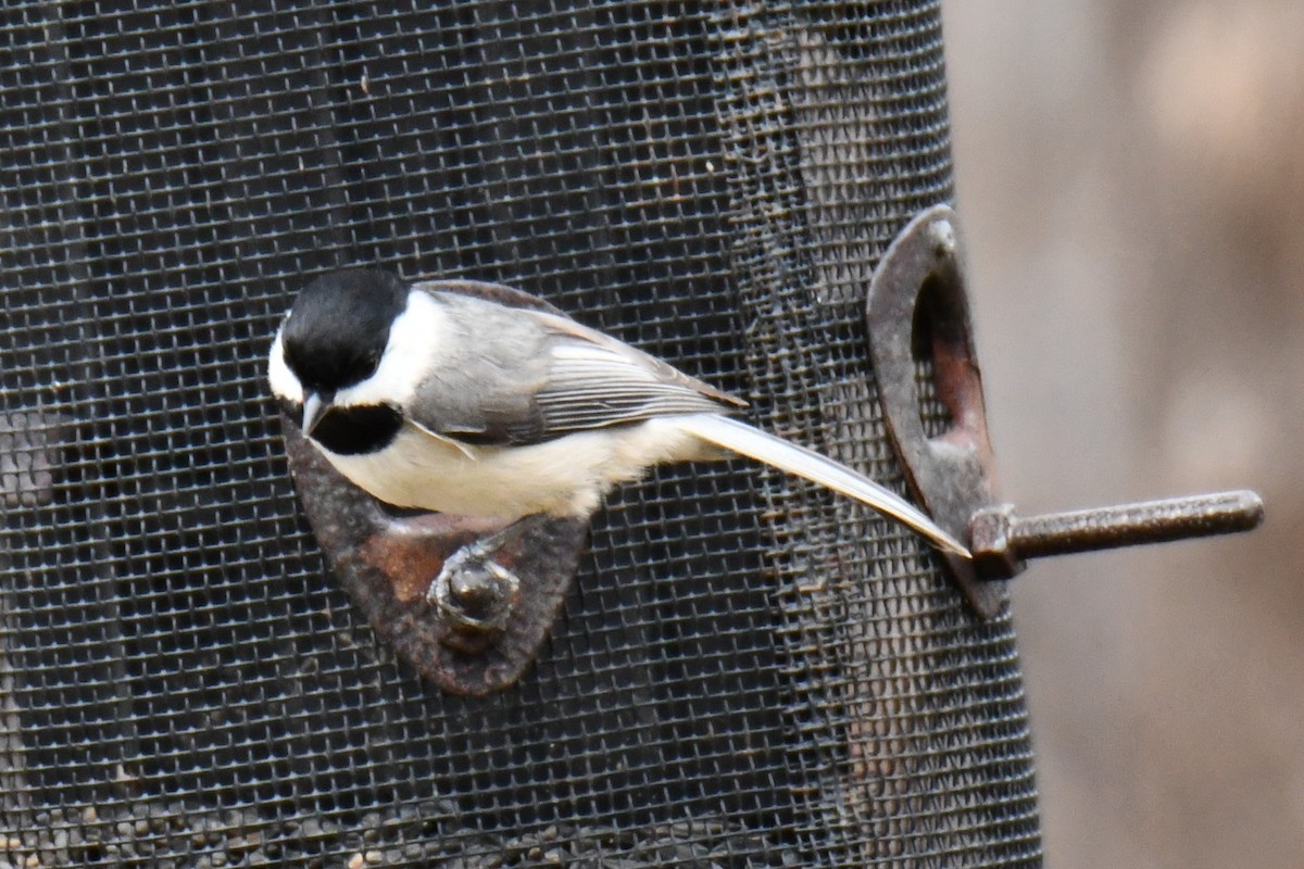 Carolina Chickadee - ML652690761