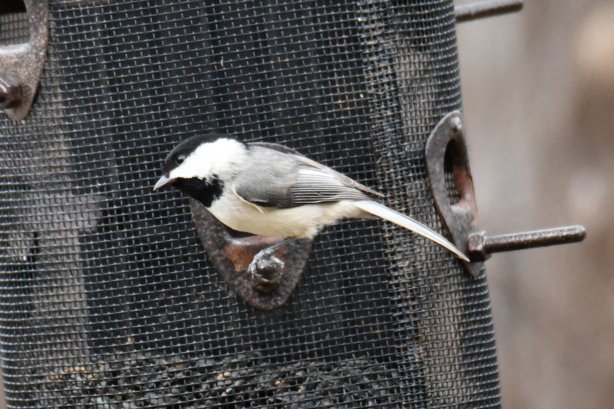 Carolina Chickadee - ML652690762