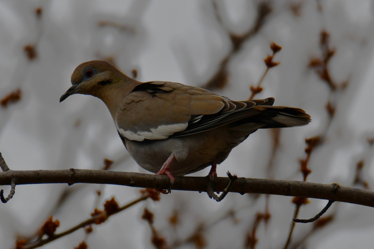 White-winged Dove - ML652690776