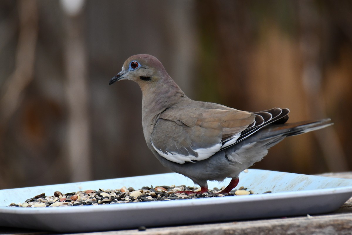 White-winged Dove - ML652690777