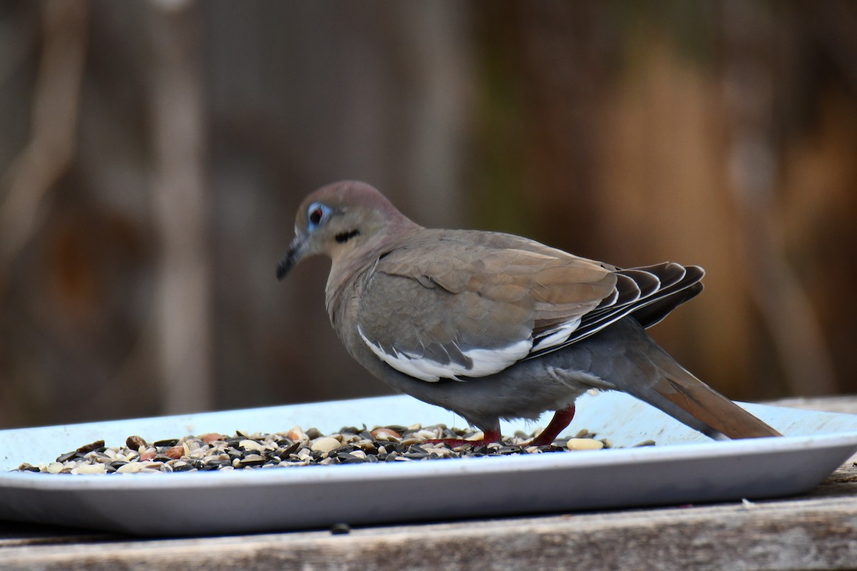 White-winged Dove - ML652690778