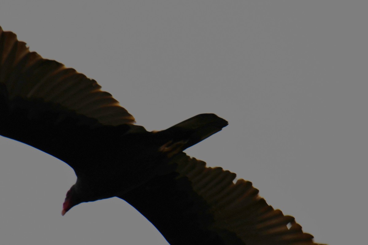 Turkey Vulture - ML652690781