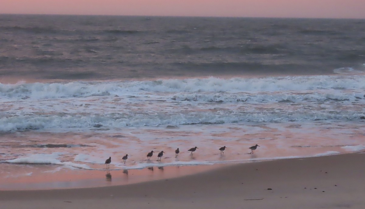 Schlammtreter - ML652690785