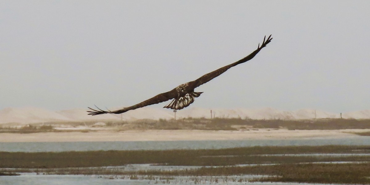 Weißkopf-Seeadler - ML652690799